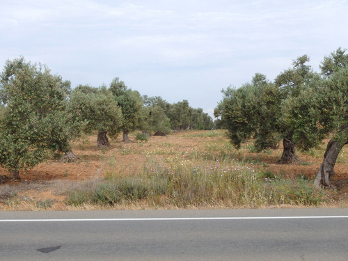 Olive Orchard.